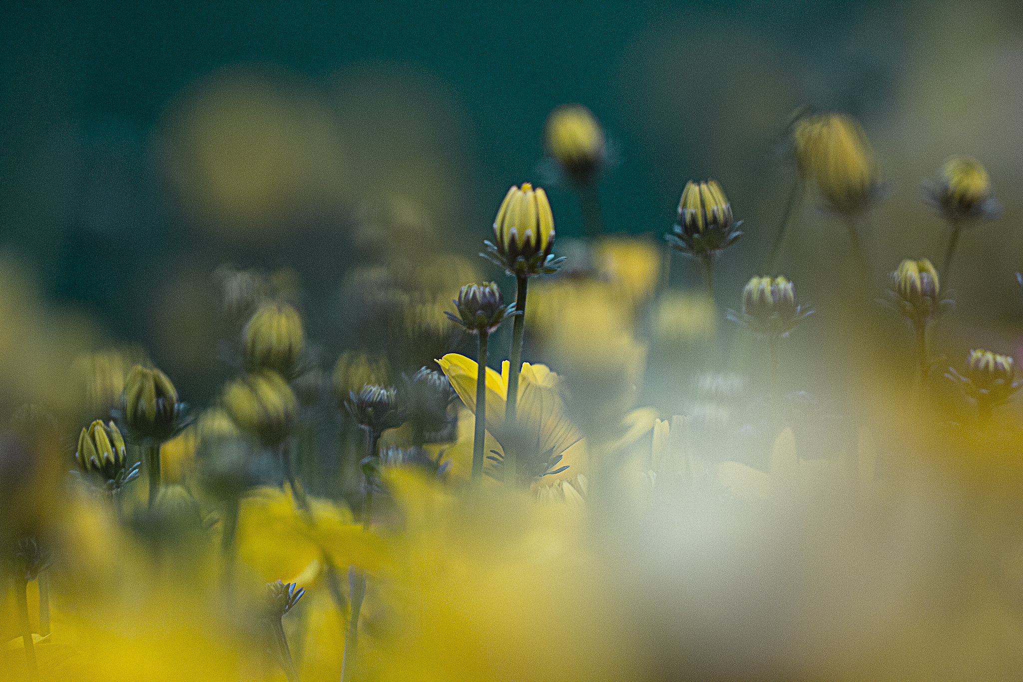 周口职业技术学院园艺技术专业涉及哪些课程