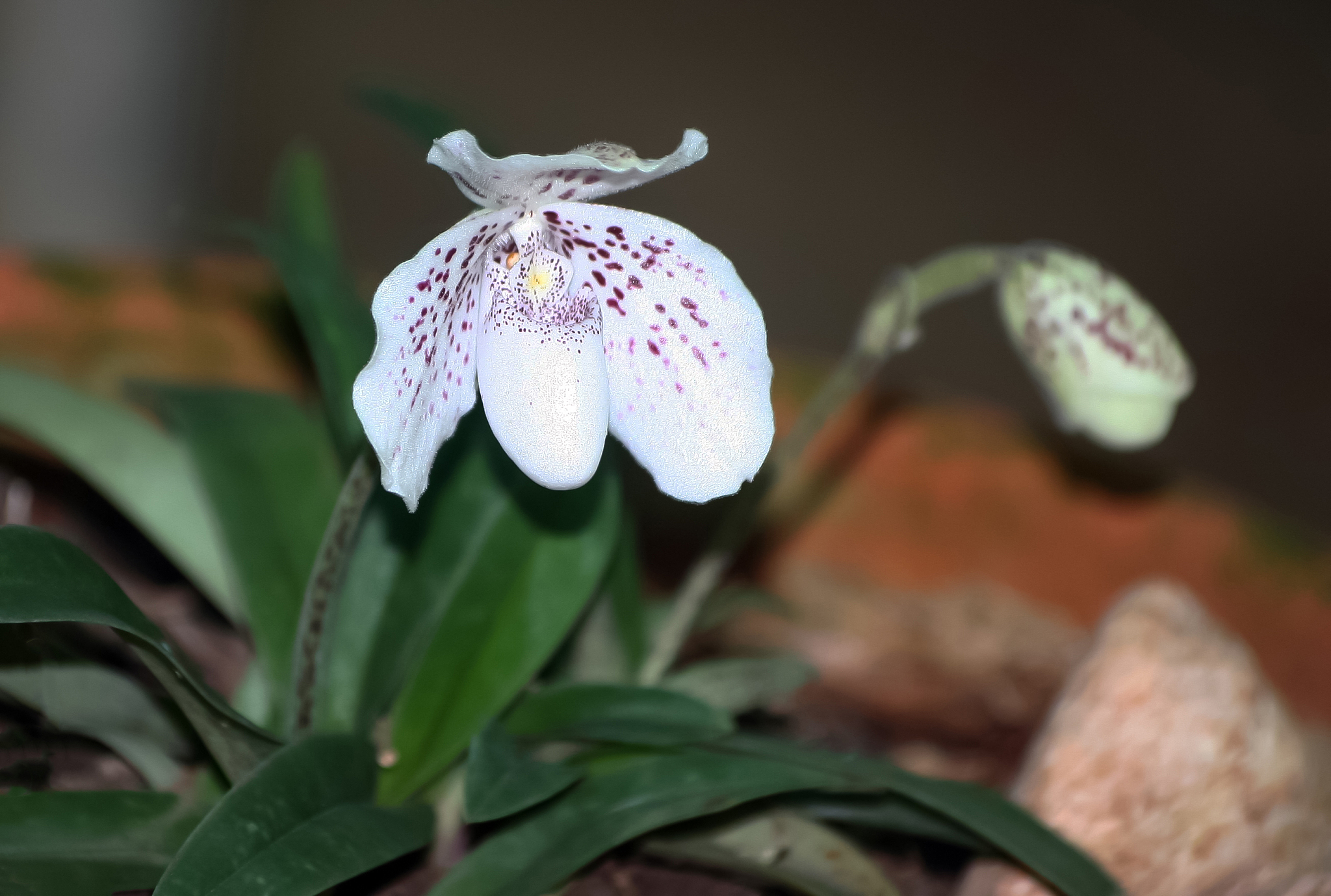 endemic white orchids in the garden,species name ang-thong lady 