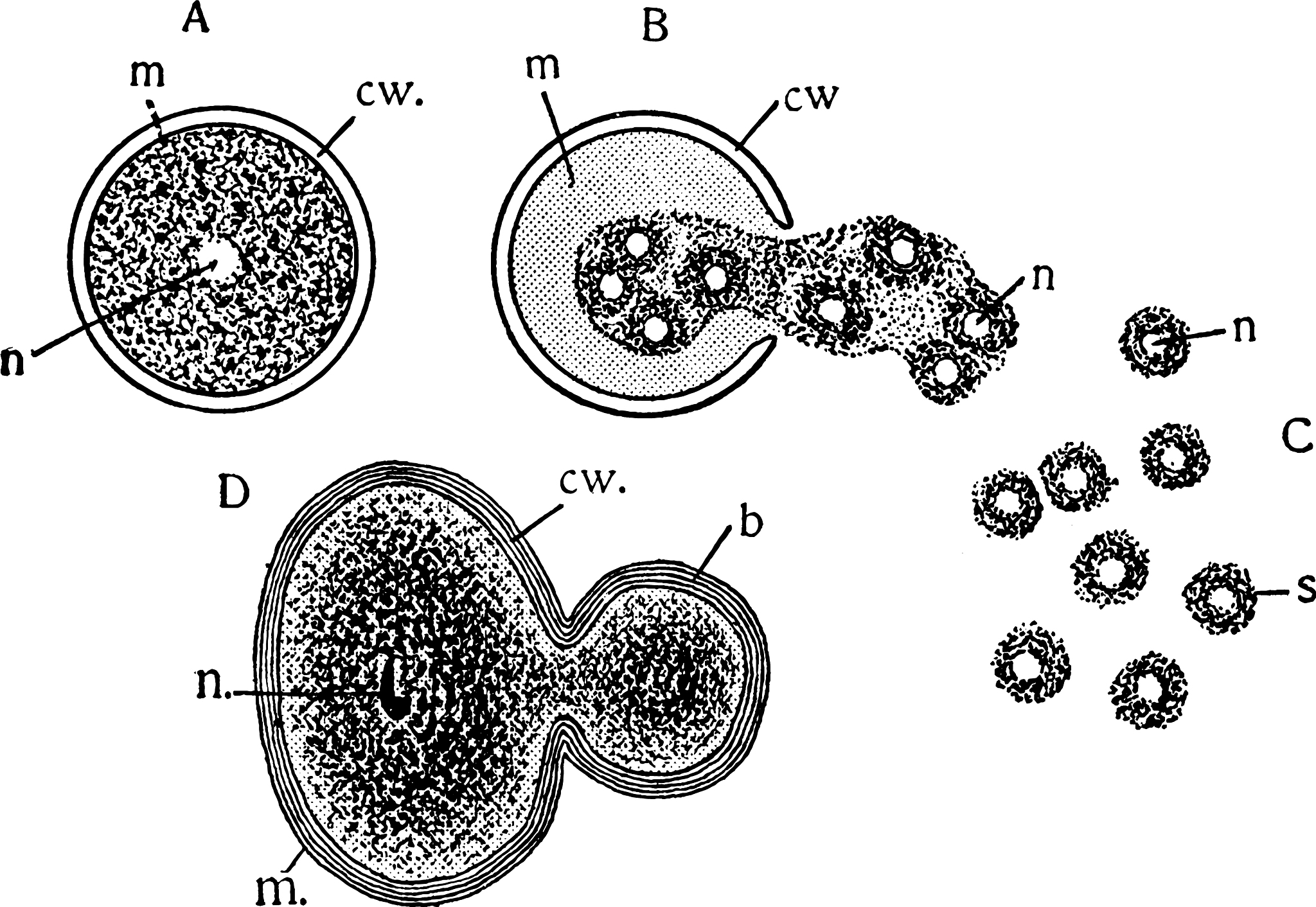 原生质体浓度高不利于细胞融合的原因