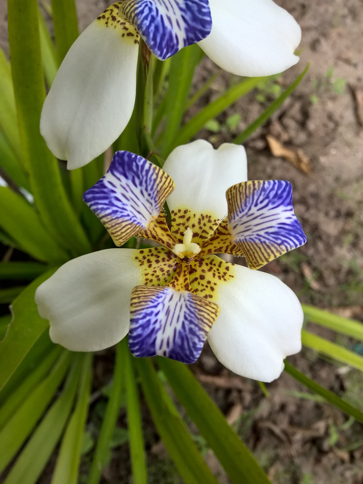 brazilian neomarica candida flower in the garden