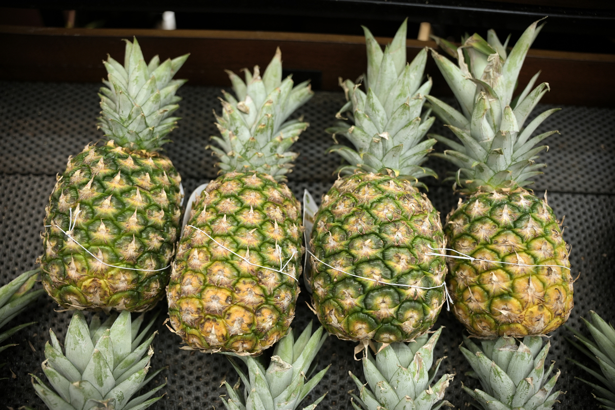 菠萝过季是什么时候