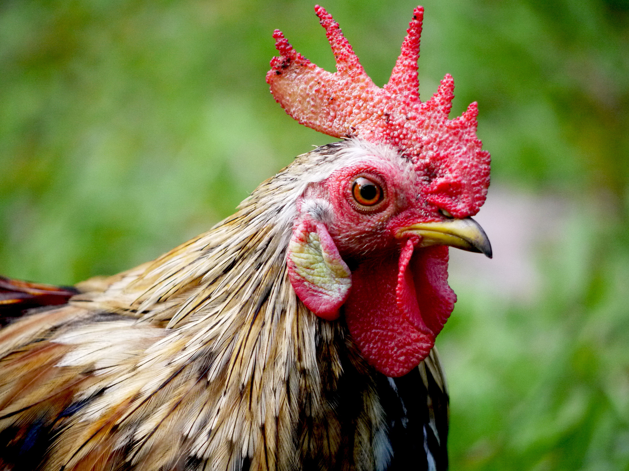 chicken