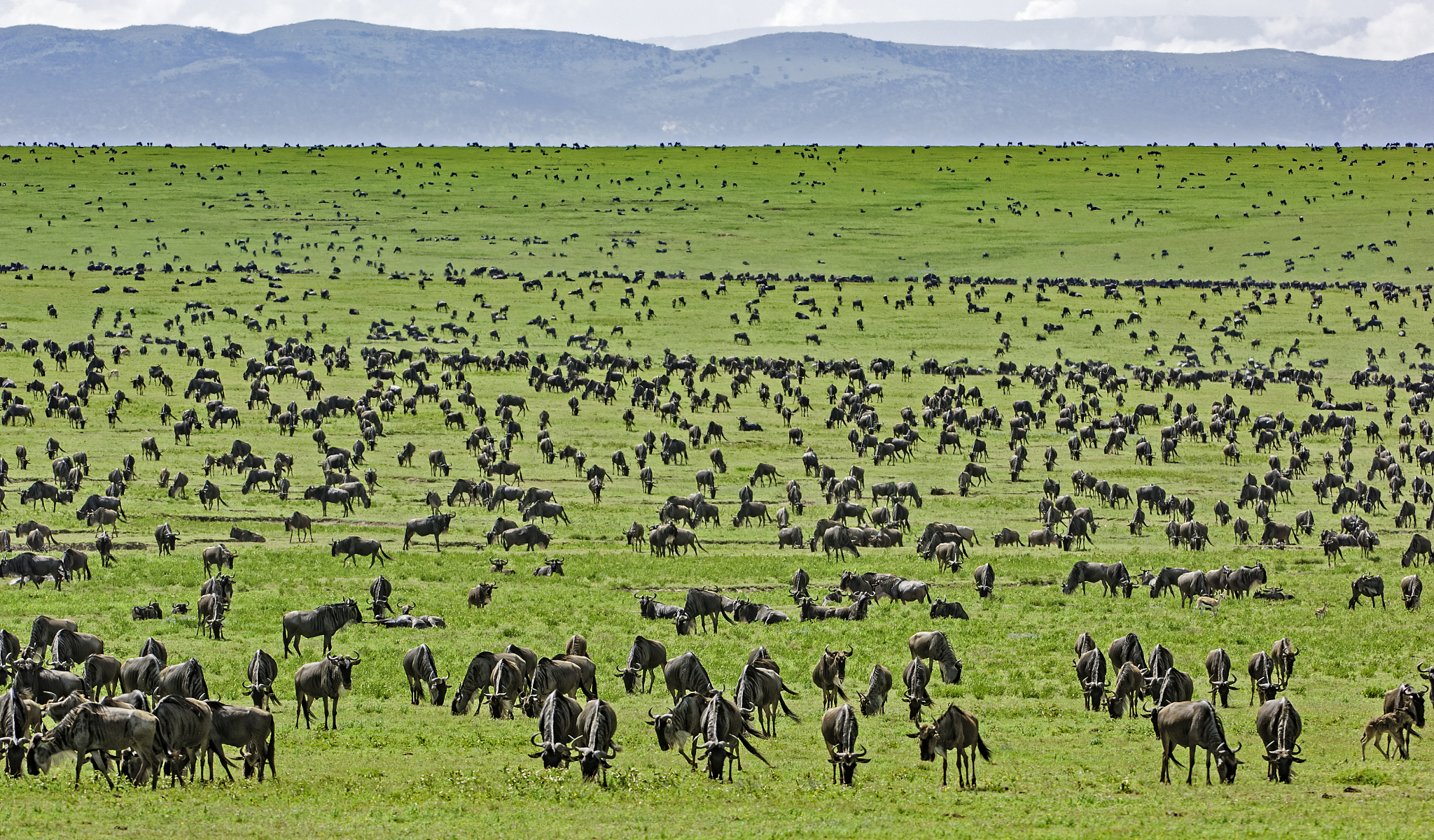 wildebeest herd, connochaetus taurinus, serengeti national park,
