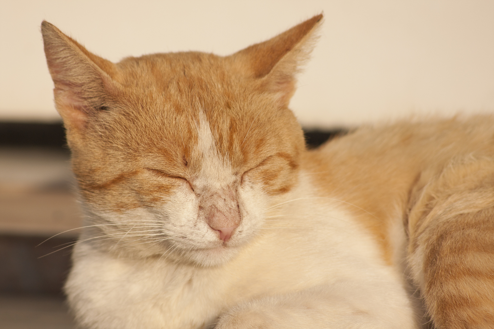 the beautiful cat