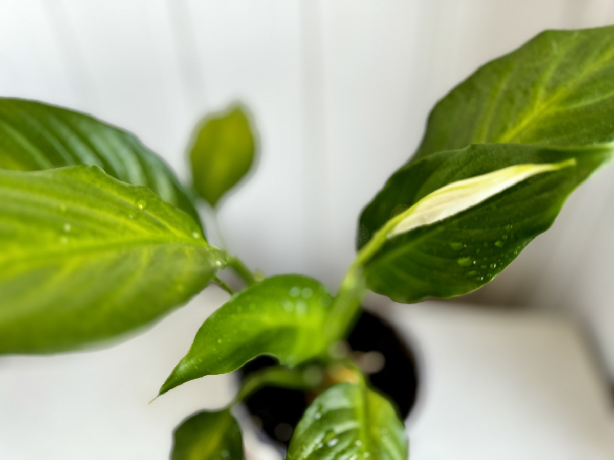 夏季植物叶子发黄怎么办？