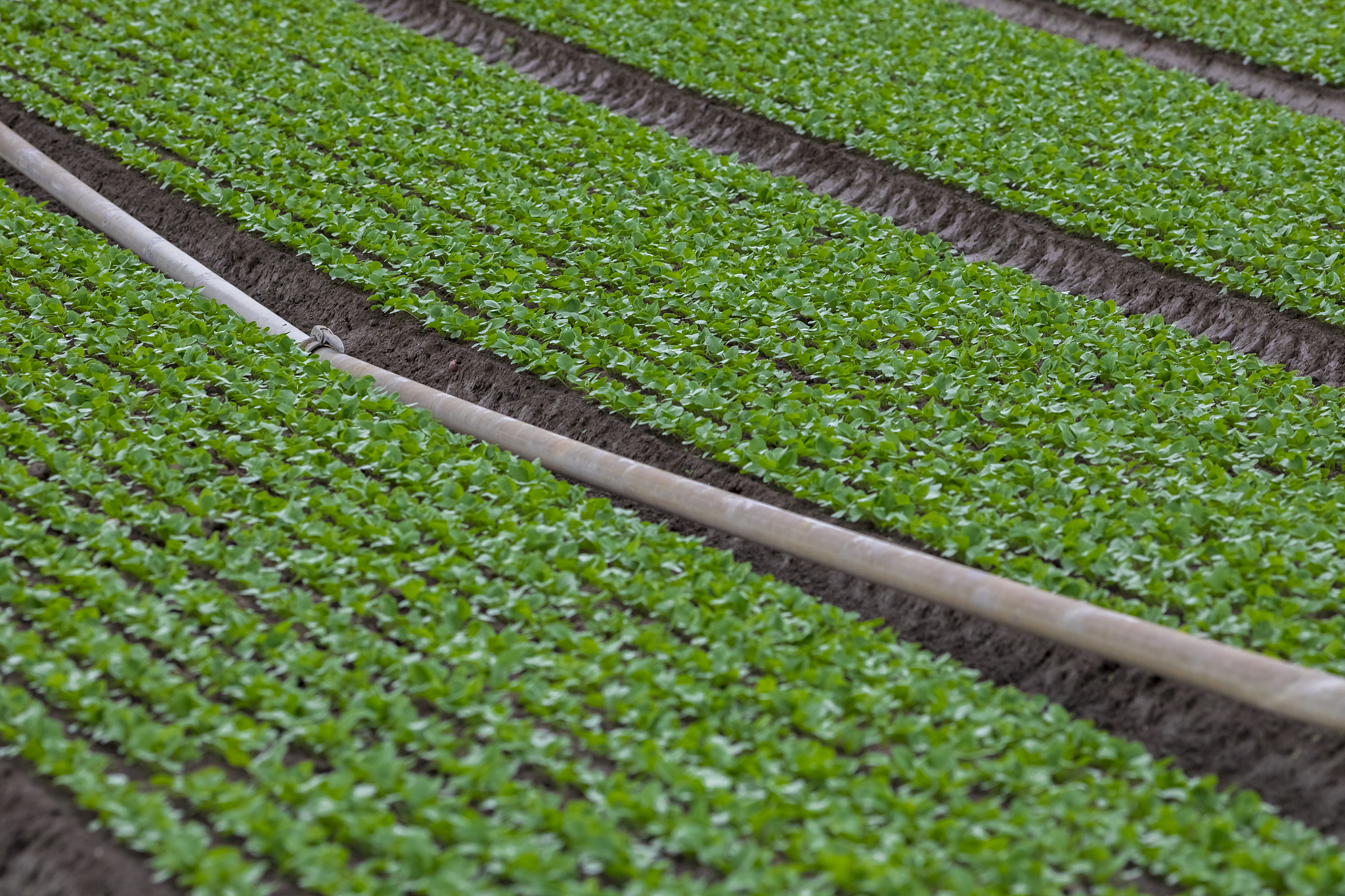 a radish field and its irrigation system for watering. aerial vi