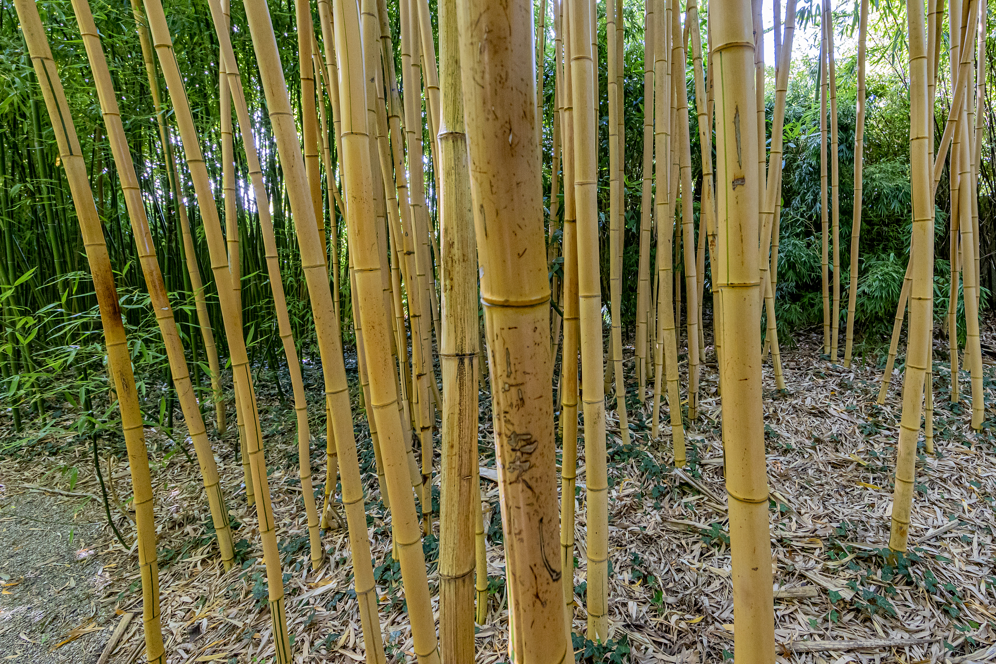 brown colored bamboo tree stems with bamboo trees with stem and 