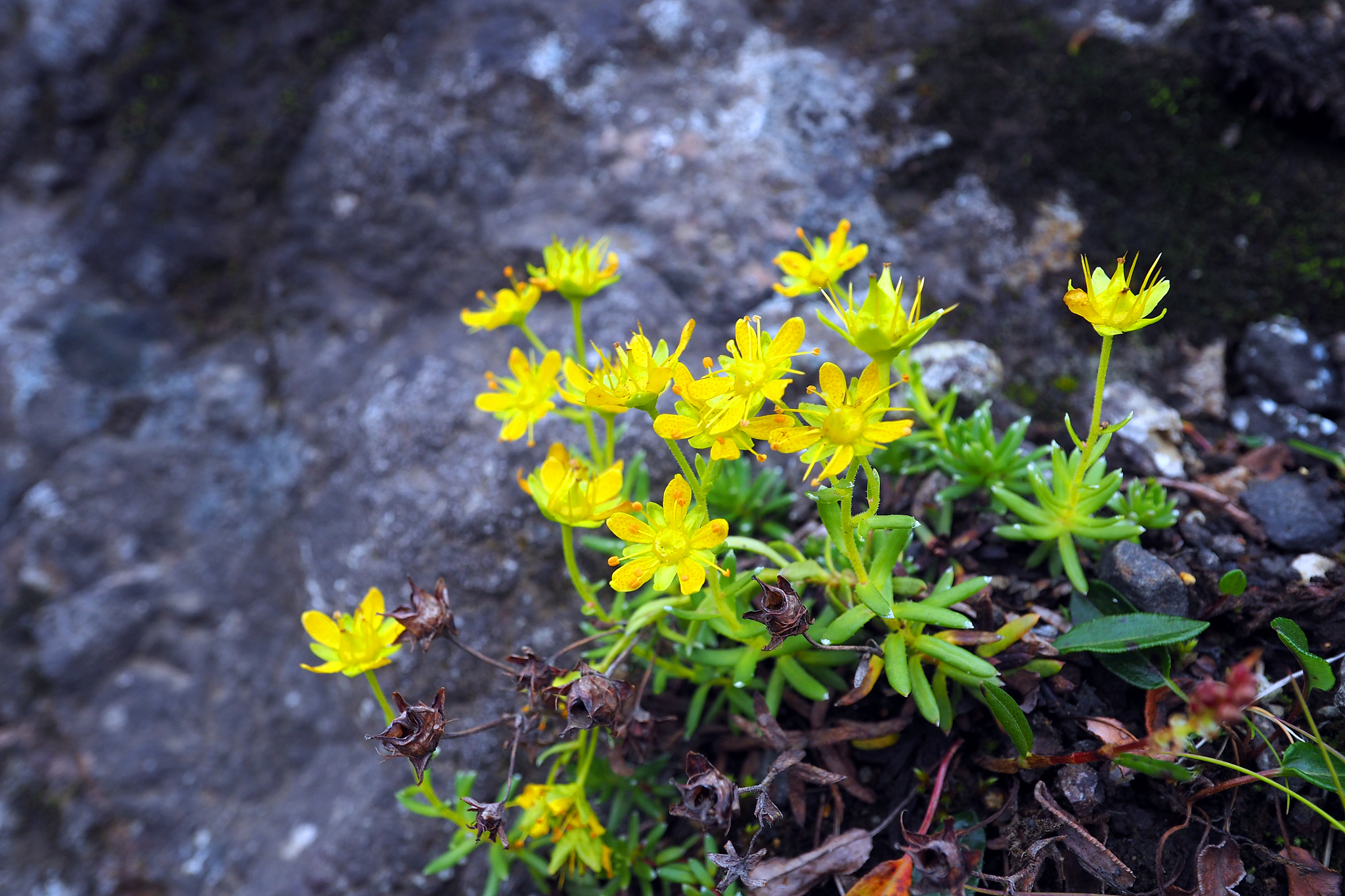 植物调查工作内容详解：物种、群落、资源、生态、保护、遗传、景观