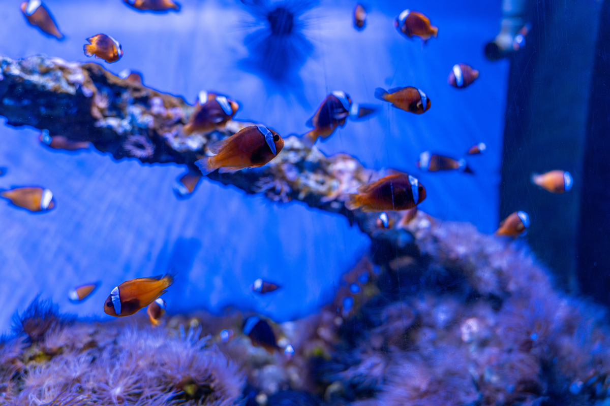 厦门海洋职业技术学院水族科学与技术专业就业方向：水族馆、水产养殖、科研等