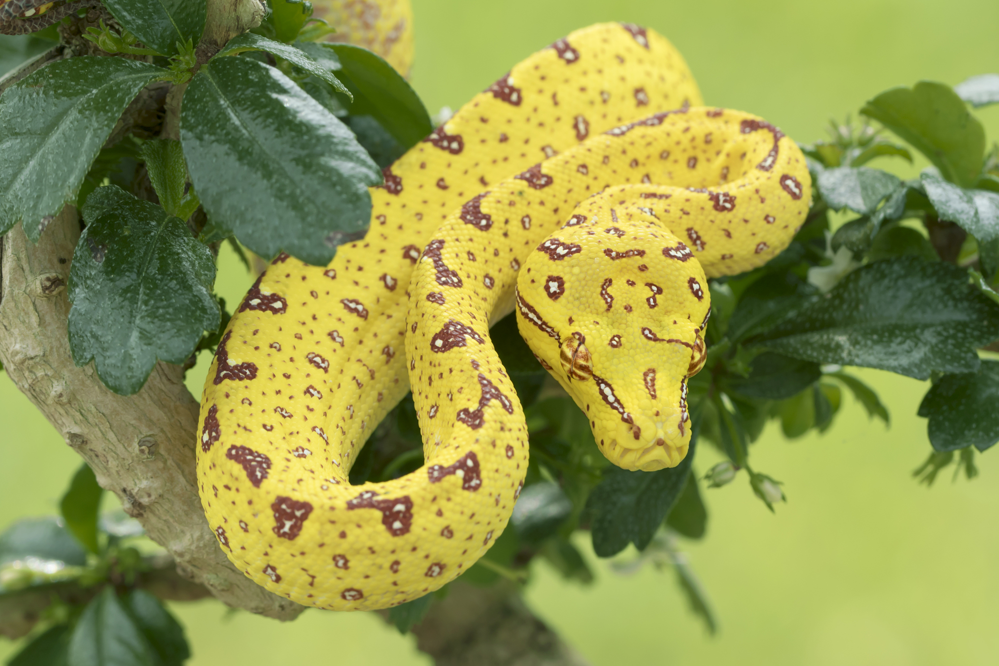 Python 3.11.3 速度对比 Python 3.8：性能提升分析