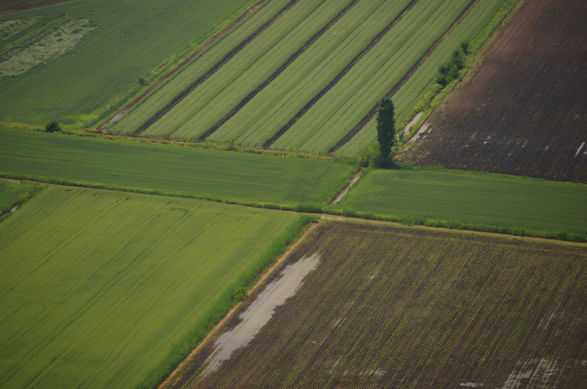 geometric fields
