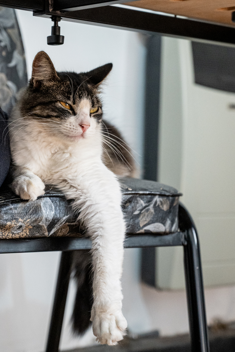 猫咪的幸福生活，主人能感受到几种表现？