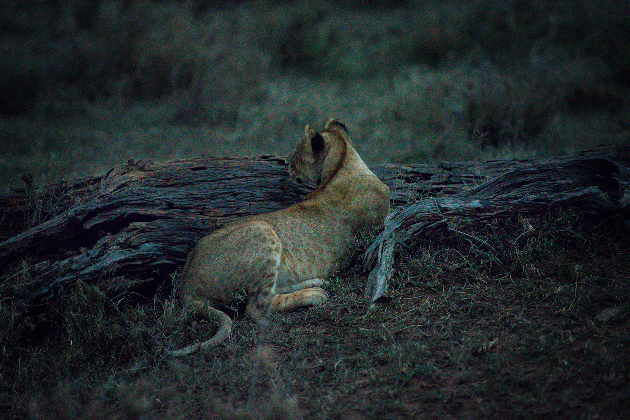 herd of lions prepared to hunt at dusk in the serengeti