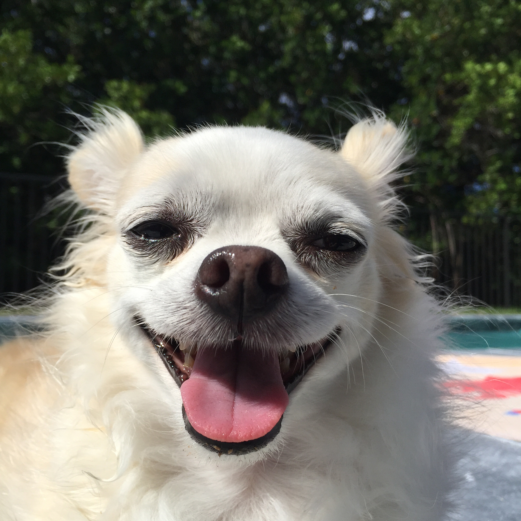 狗狗脸眼肿了怎么办？5个常见原因及解决方法