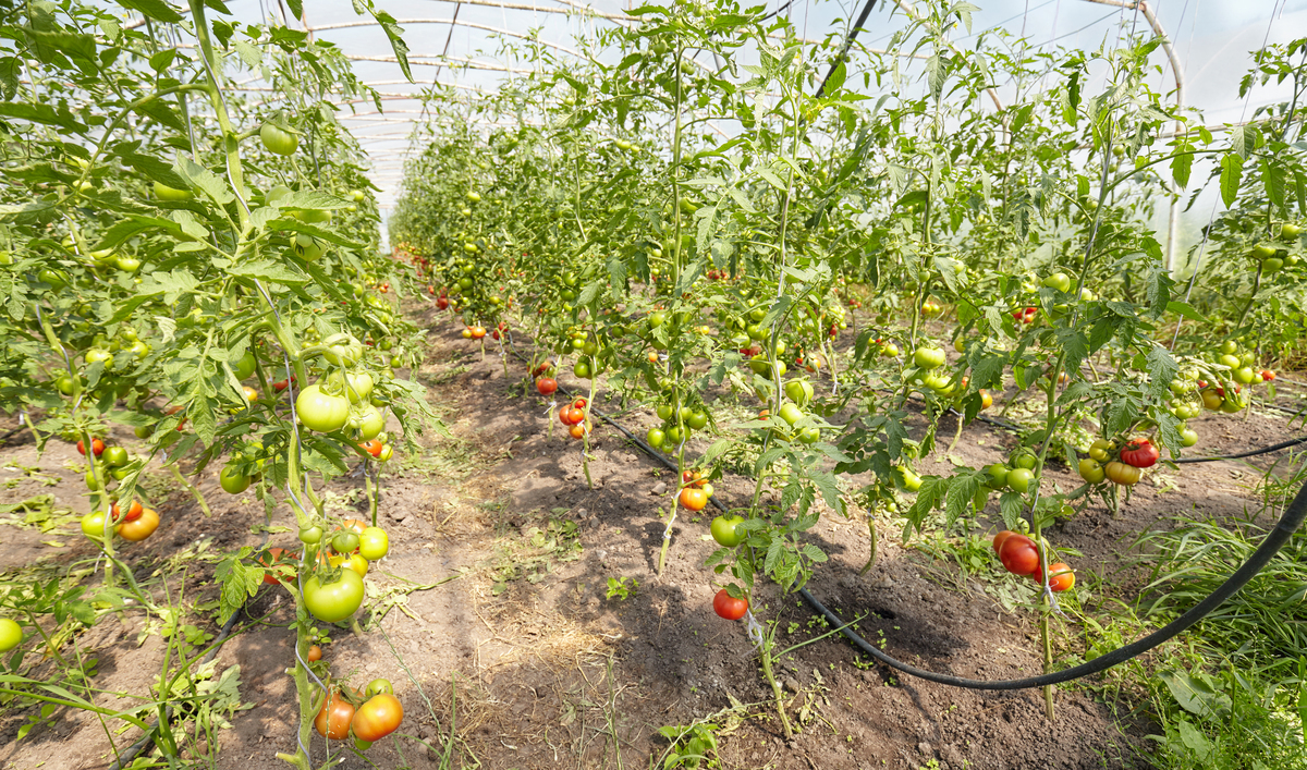 欲向潍坊引入一番茄品种请制定一完整引种计划