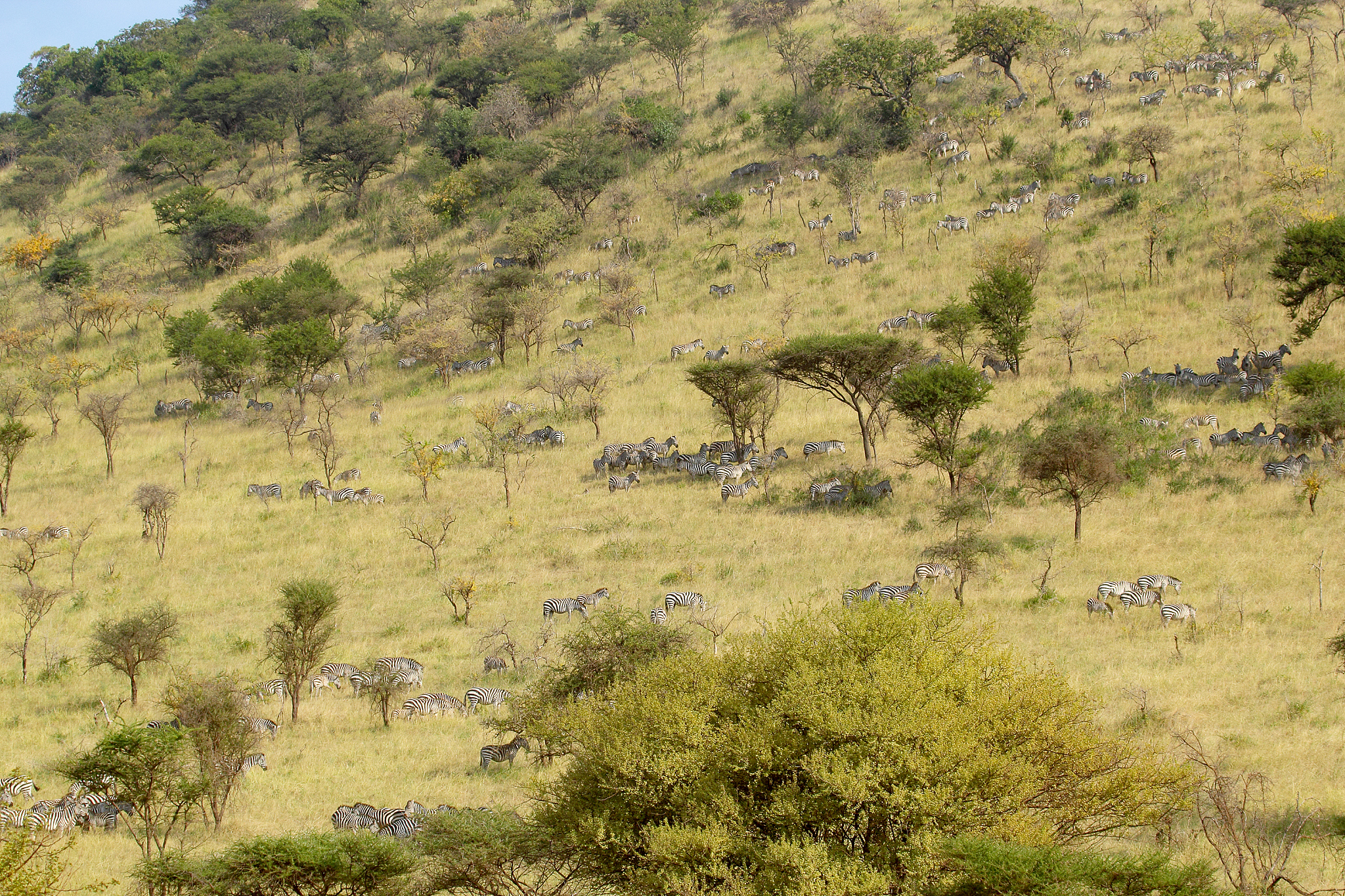 herd of zebras on meadow of serengeti nationa park