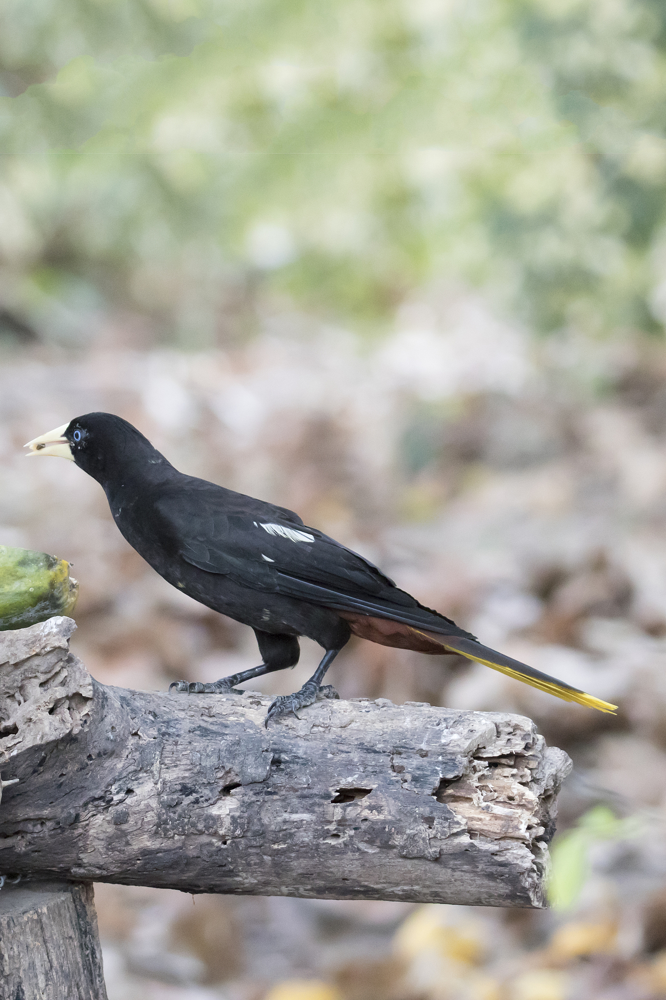 crested oropendola eating fruit