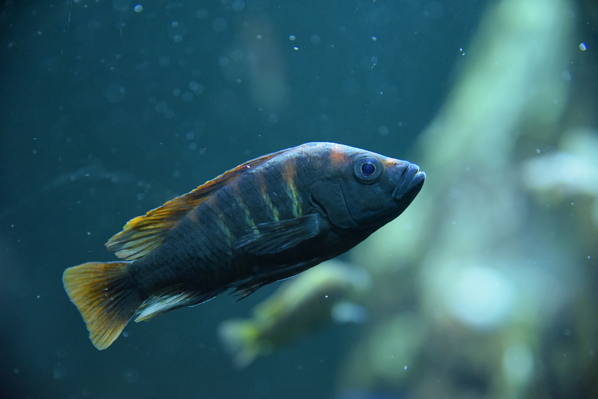 改写标题：《渔帆暗涌》蜿蜒海湾鱼类图鉴 蜿蜒海湾有哪些鱼？