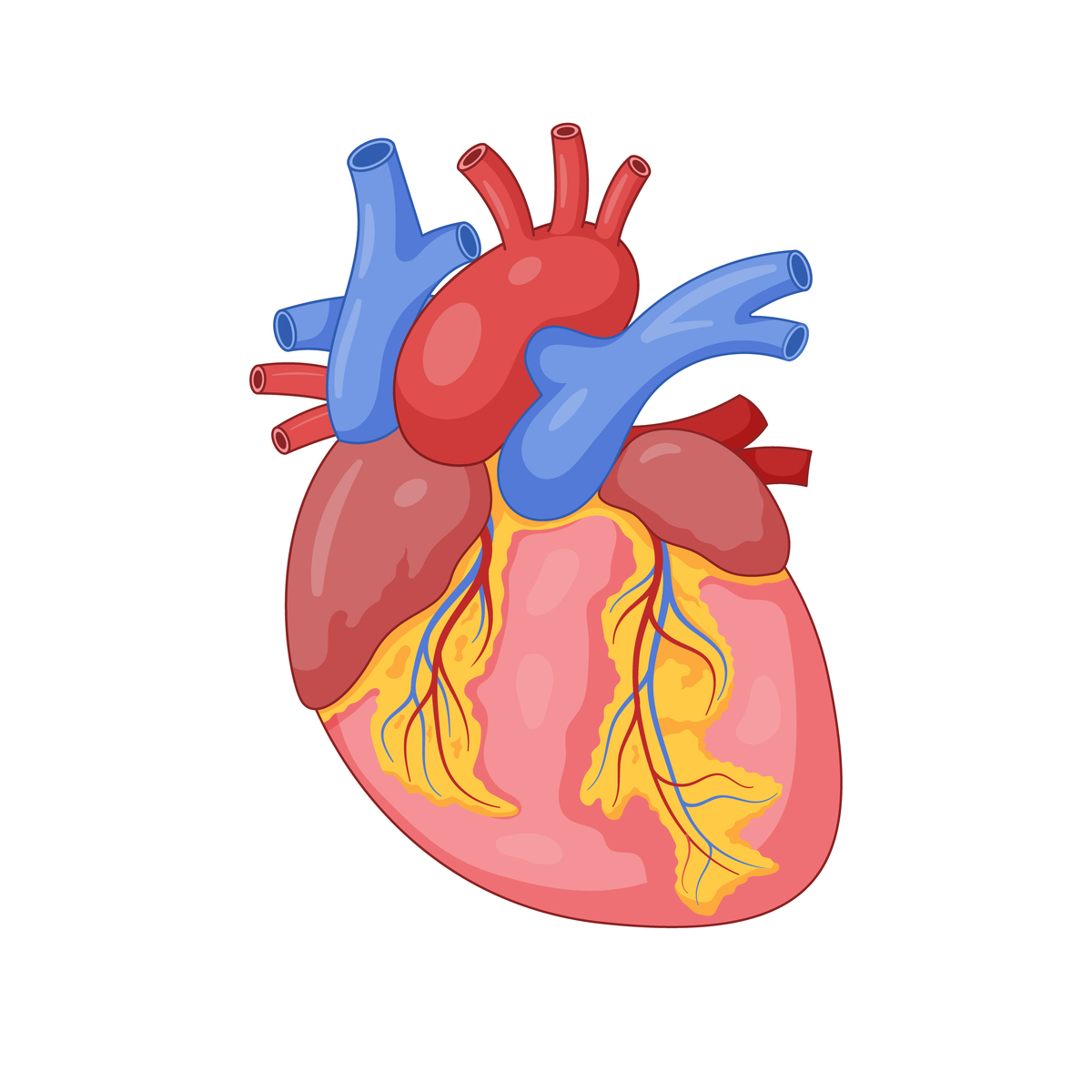 心肌梗塞：症状、急救、治疗和预防