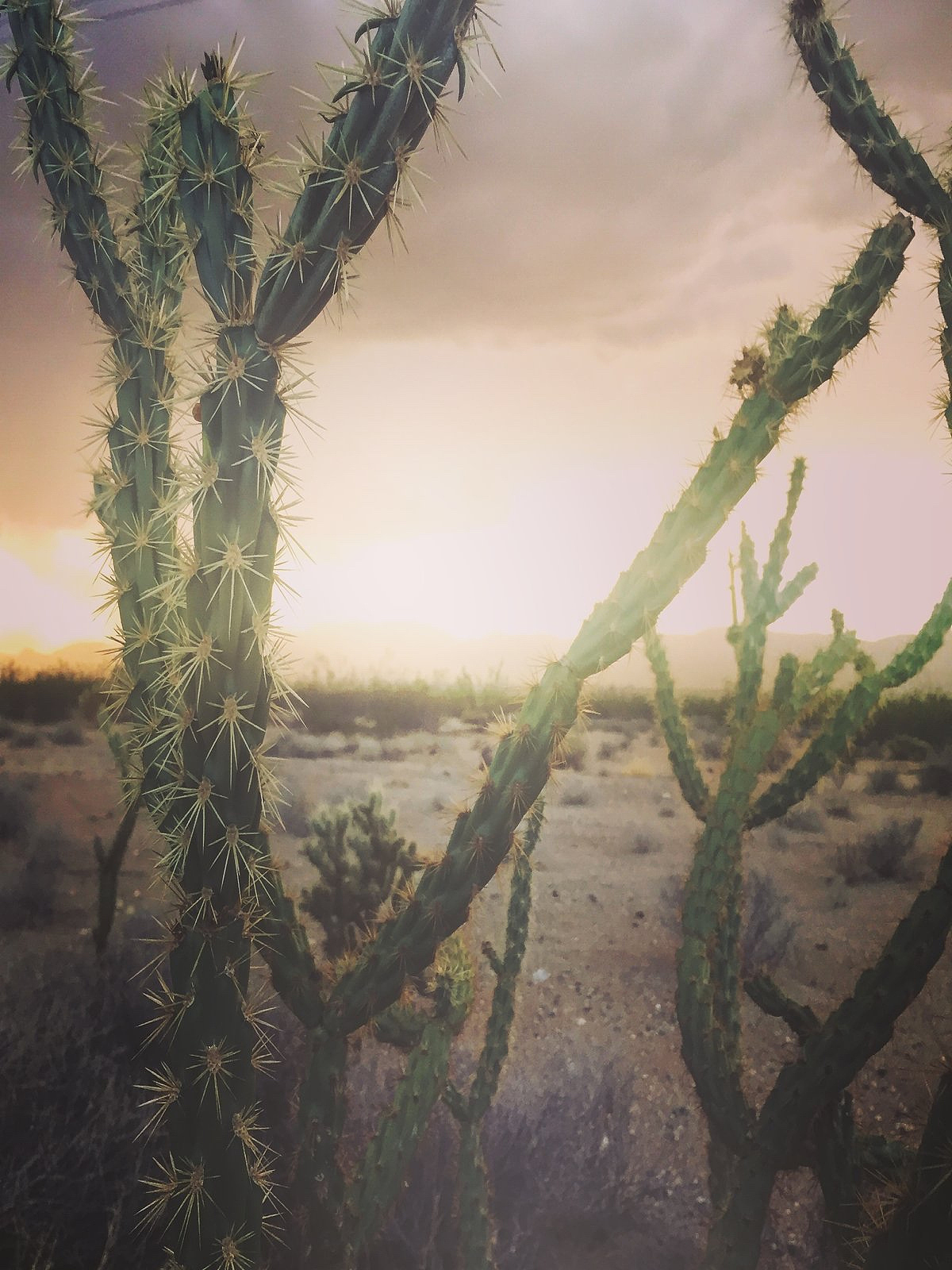 沙漠寻宝：失去友情，收获教训