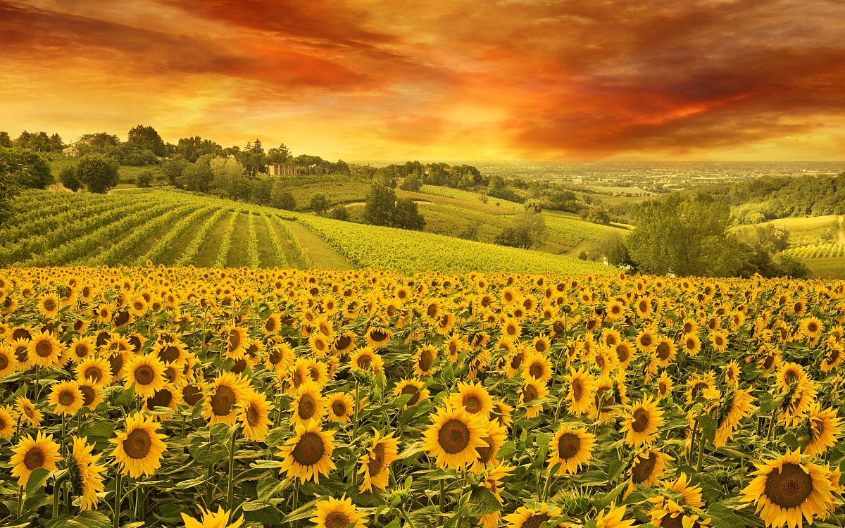 请你用意向环境描写 借助著名的诗词 梵高的画作给他描写一个意境 主题是向日葵