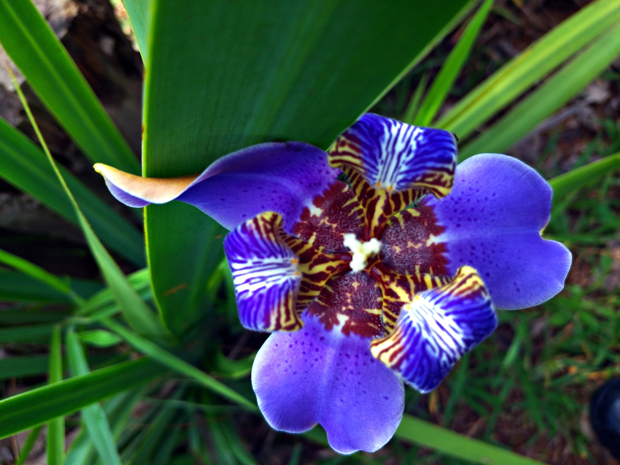 orchid