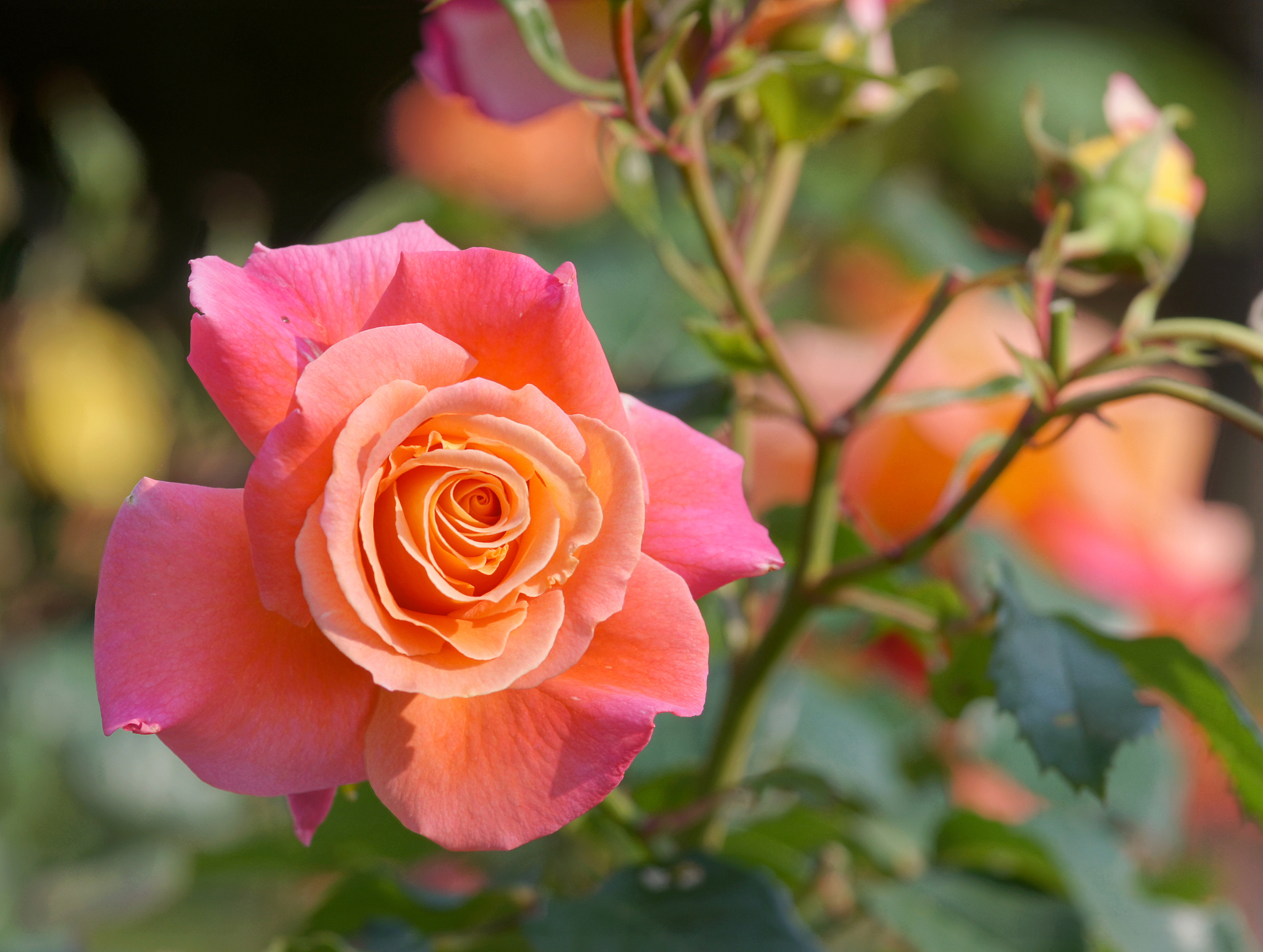 rose flower freisinger morgenr?te