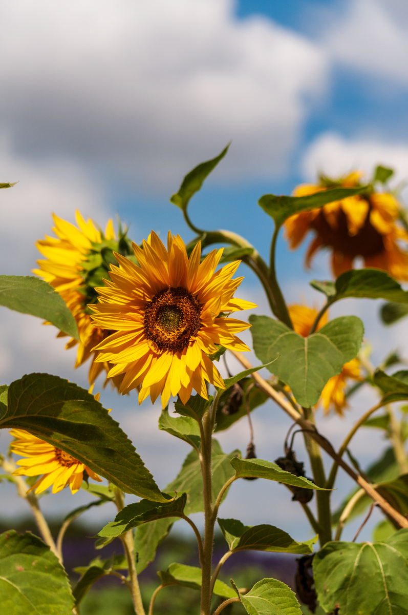 提到夏天你能想到哪些植物