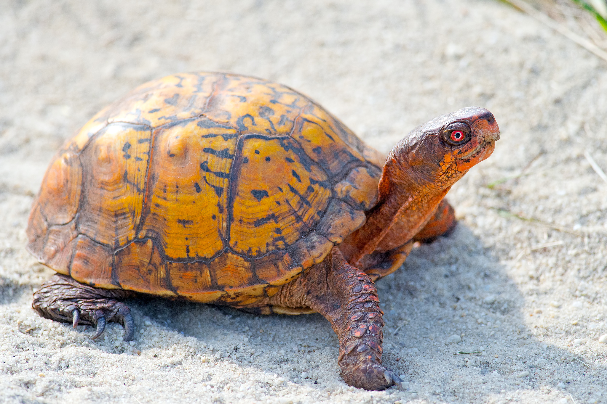 box turtle