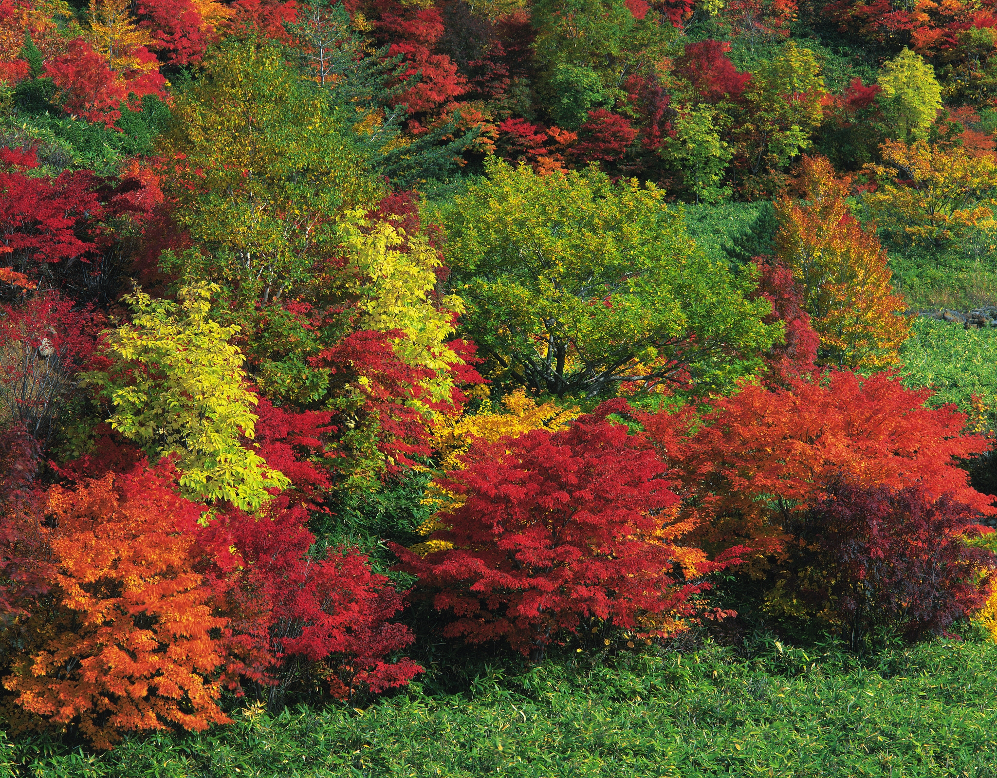 写一篇彩叶树种在延安市园林中的应用的研究意义。