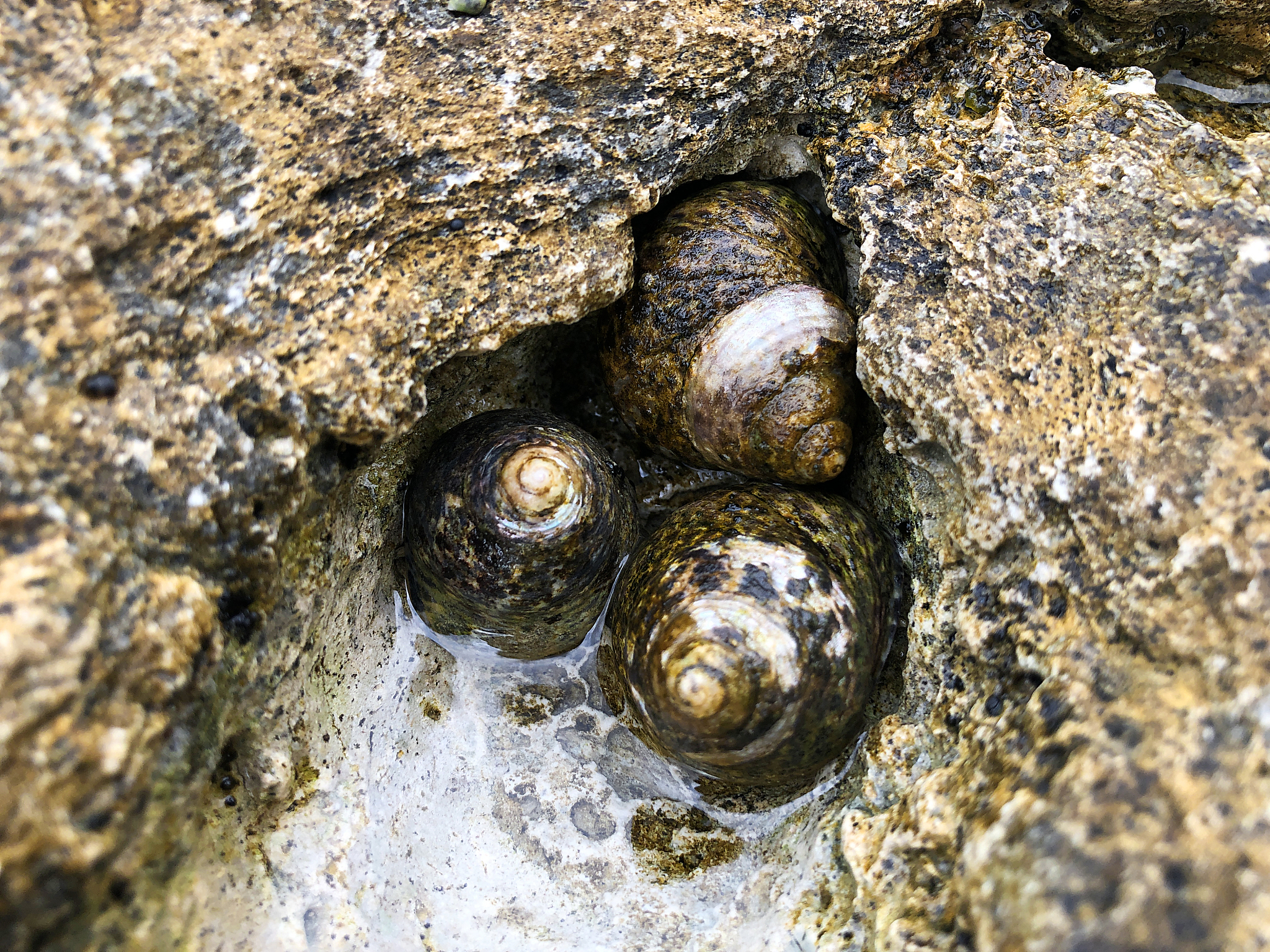 生物入侵的典型案例：从蜗牛到蚂蚁