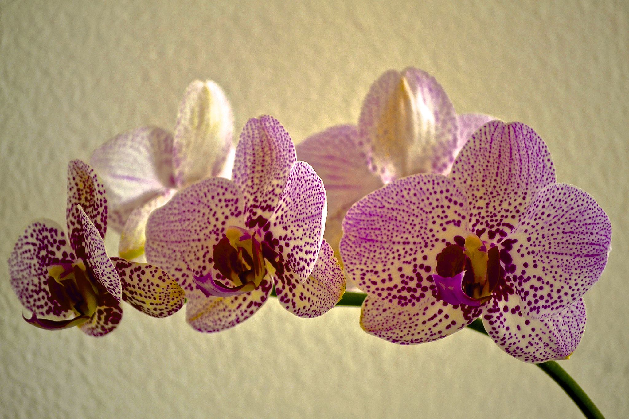 Pancasila: The Five Principles of Indonesia's Philosophy