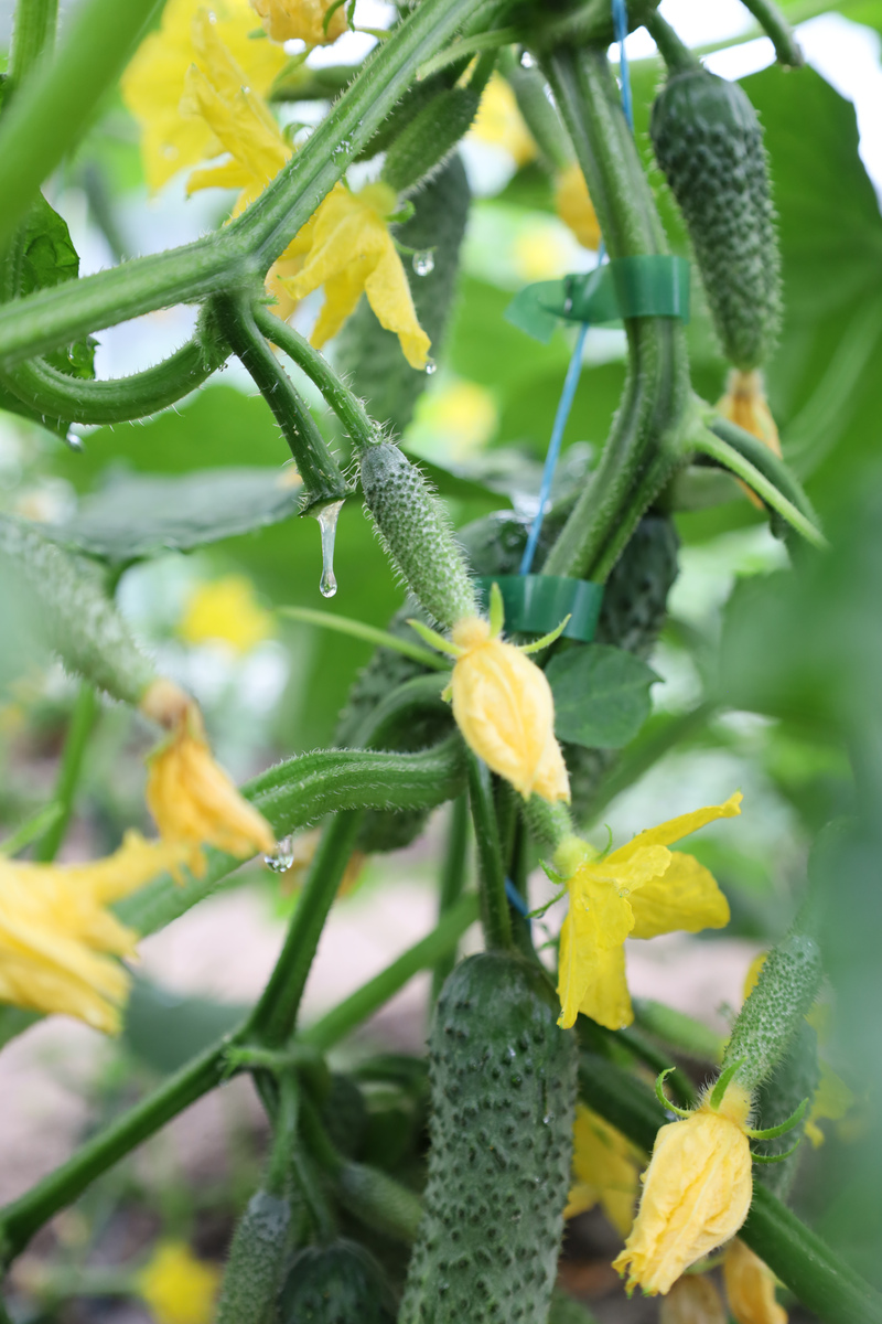 八月初种什么蔬菜？300字+种植指南