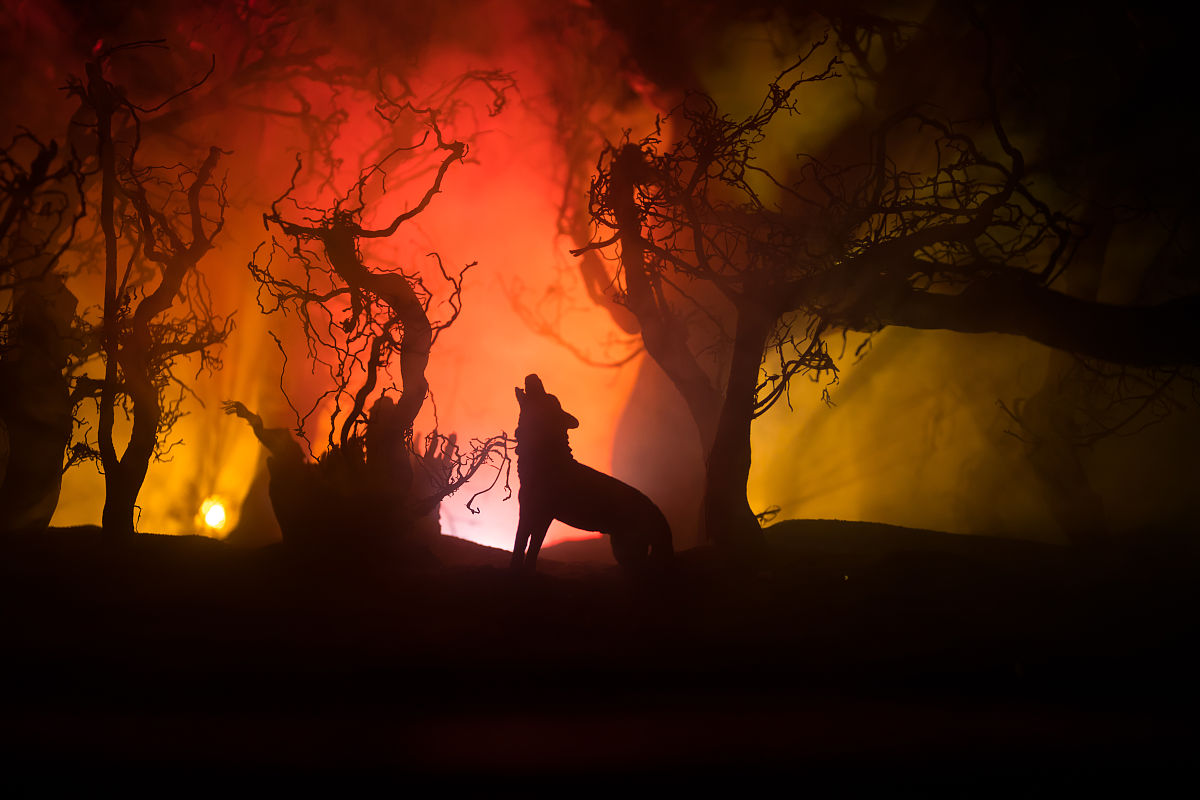 夜已深漆黑一片景物不可见。但山中并不宁静猛兽咆哮震动山河万木摇颤乱叶簌簌坠落。 群山万壑间洪荒猛兽横行太古遗种出没各种可怕的声音在黑暗中此起彼伏直欲裂开这天地。 山脉中远远望去有一团柔和的光隐现在这黑暗无尽的夜幕下与万山间犹如一点烛火在摇曳随时会熄灭。 渐渐接近可以看清那里有半截巨大的枯木树干直径足有十几米通体焦黑。除却半截主干外它只剩下了一条