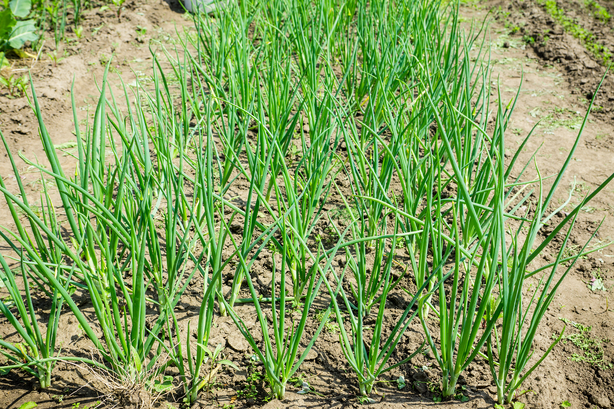 green onion growing in the garden
