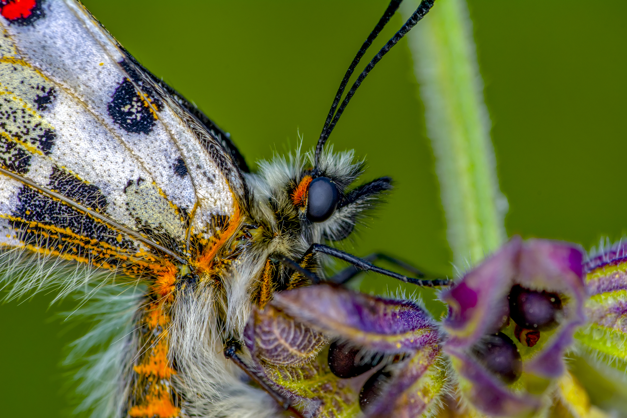 closeup   beautiful butterflies  sitting on the flower.