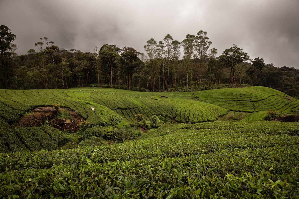 智慧茶园：利用科技提升茶叶种植和生产