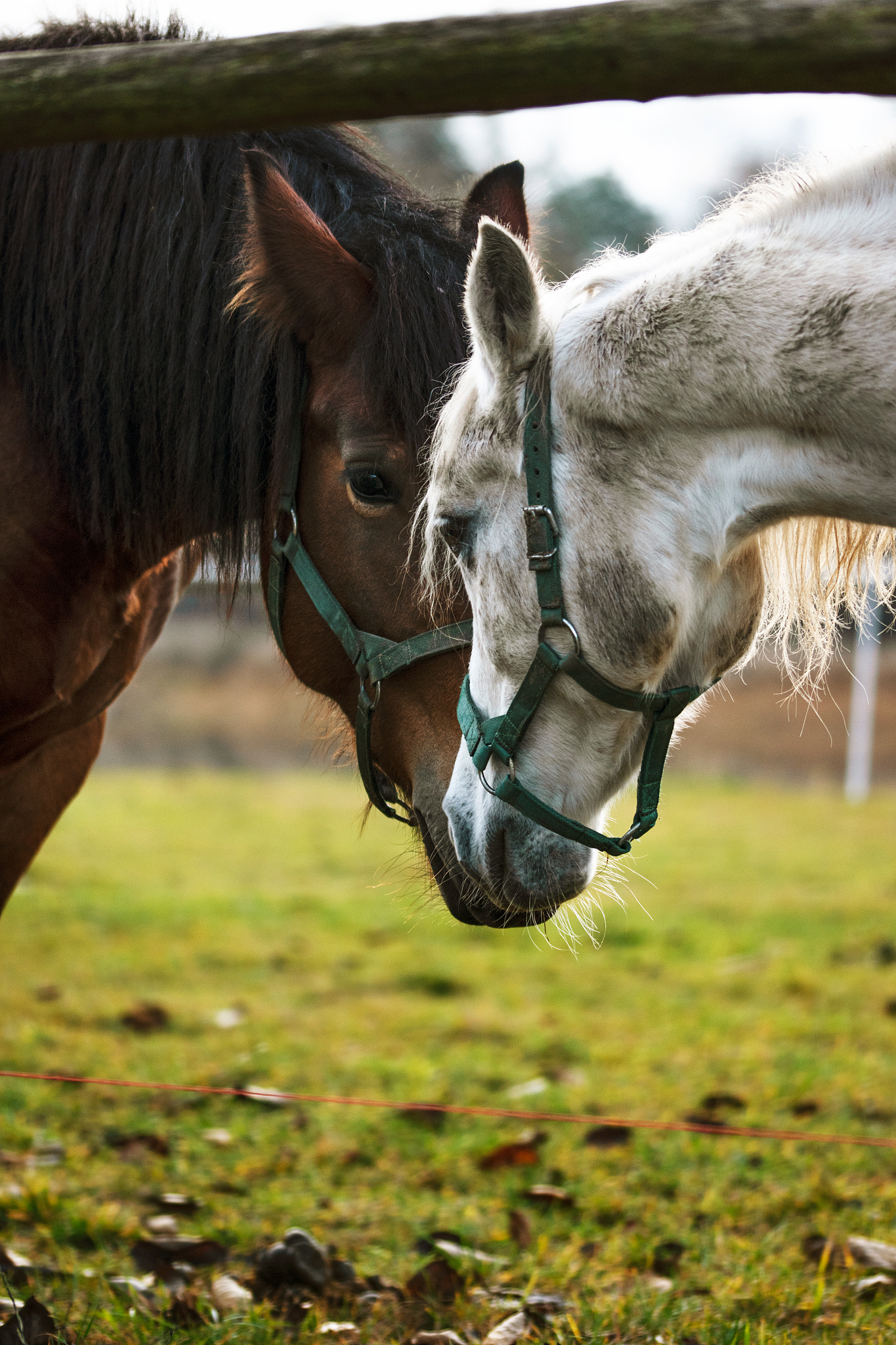 horses couple