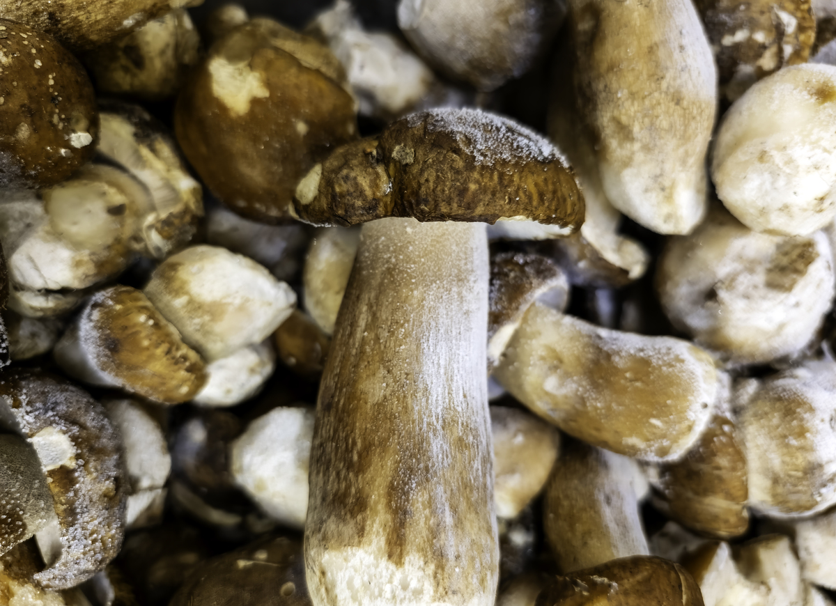 松茸发霉还能吃吗？教你辨别真假，安全食用指南！