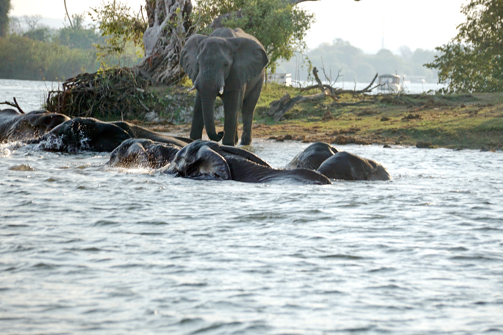 herd of elephants crossing the river