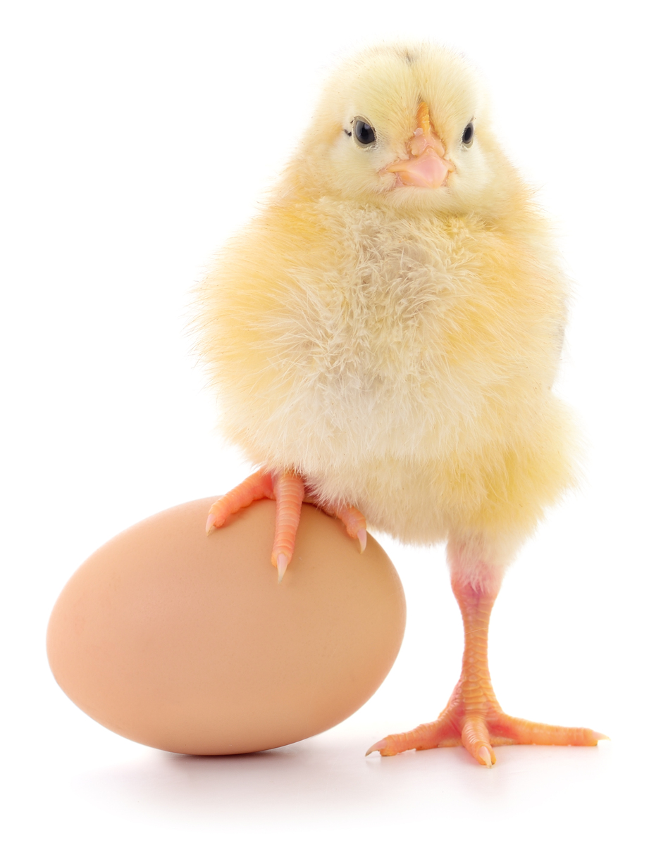 鸡和蛋，谁先出现？科学解释先有蛋