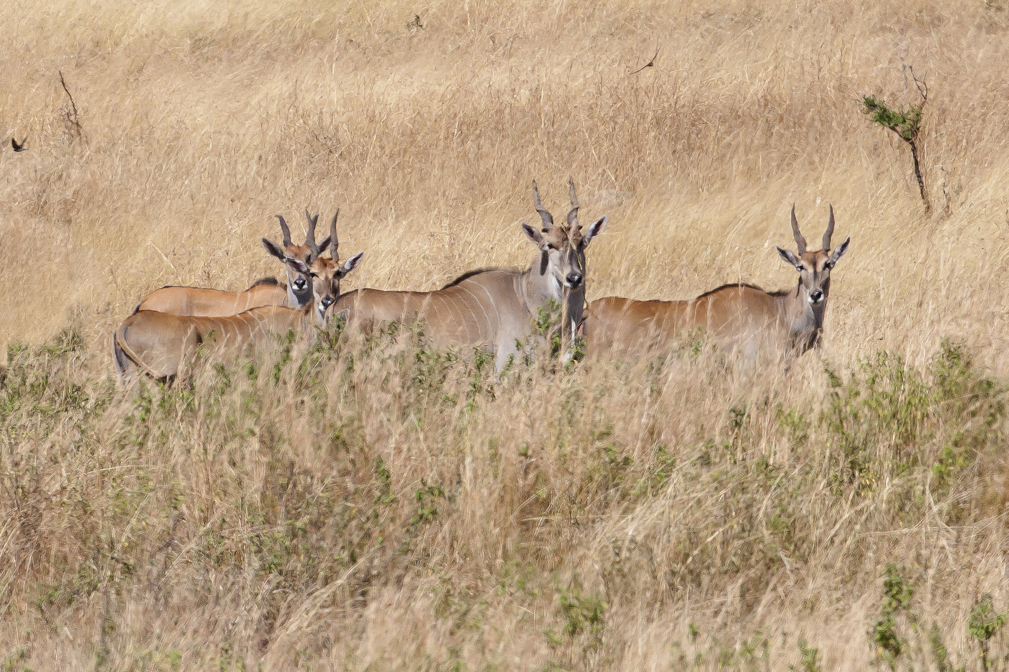herd of eland