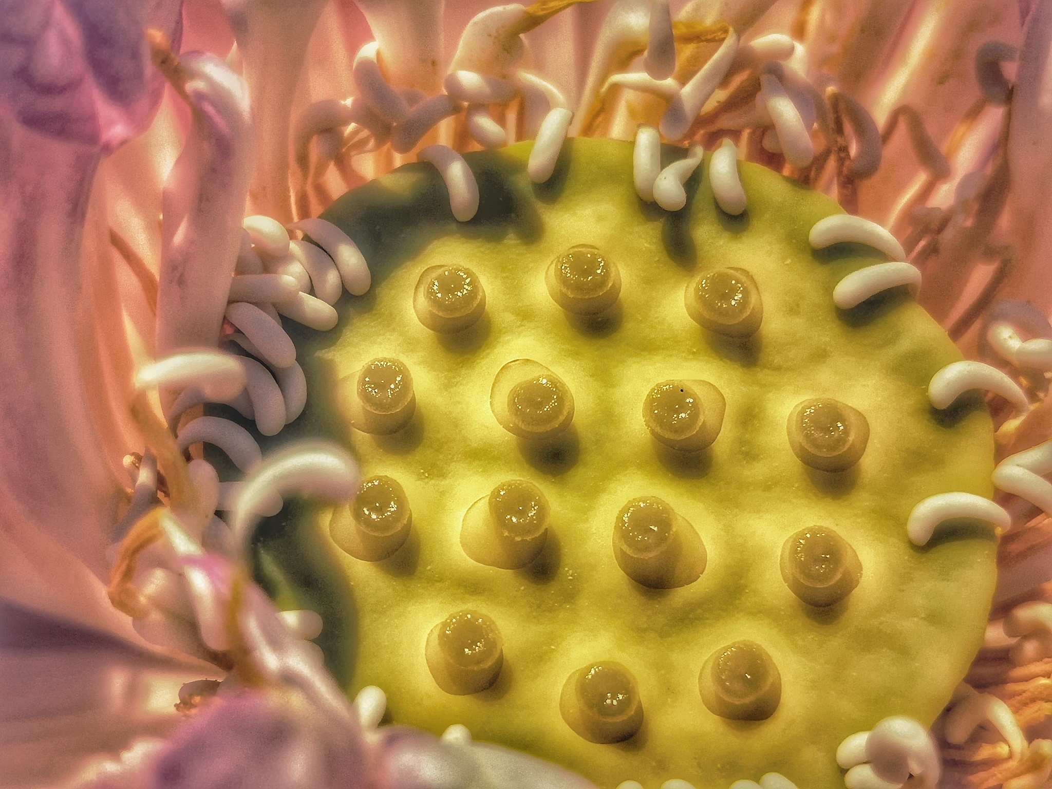 详细介绍下佛教各大派系