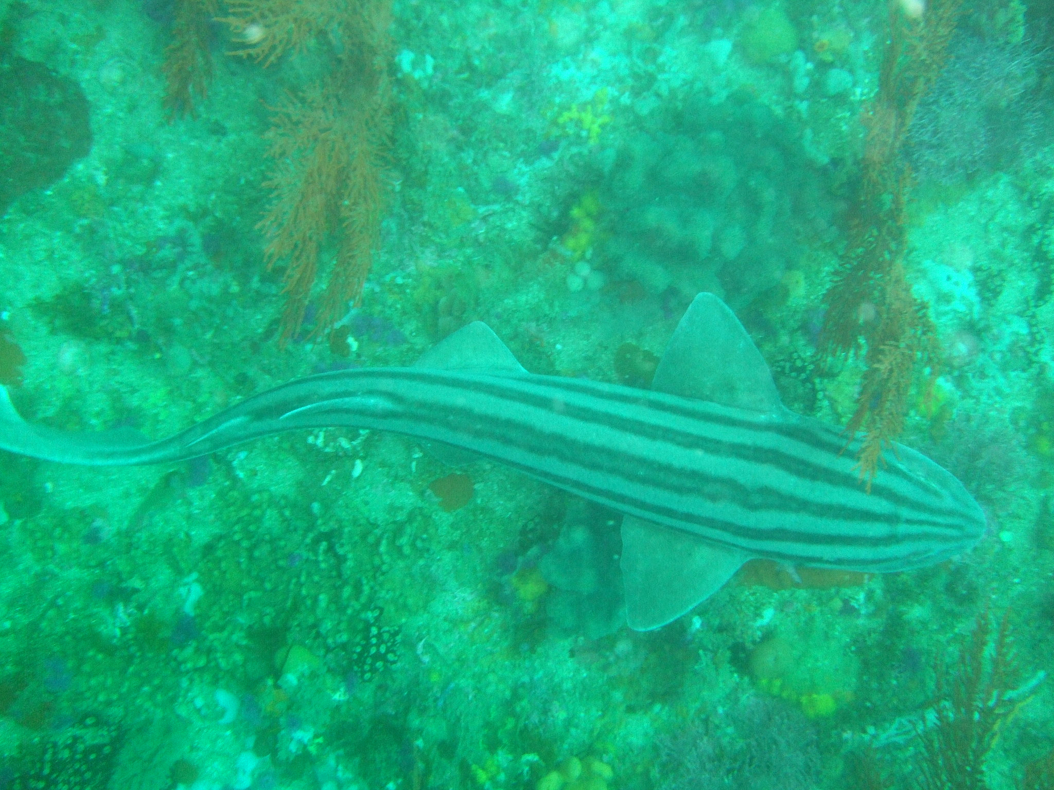 pajama shark (poroderma africanum)
