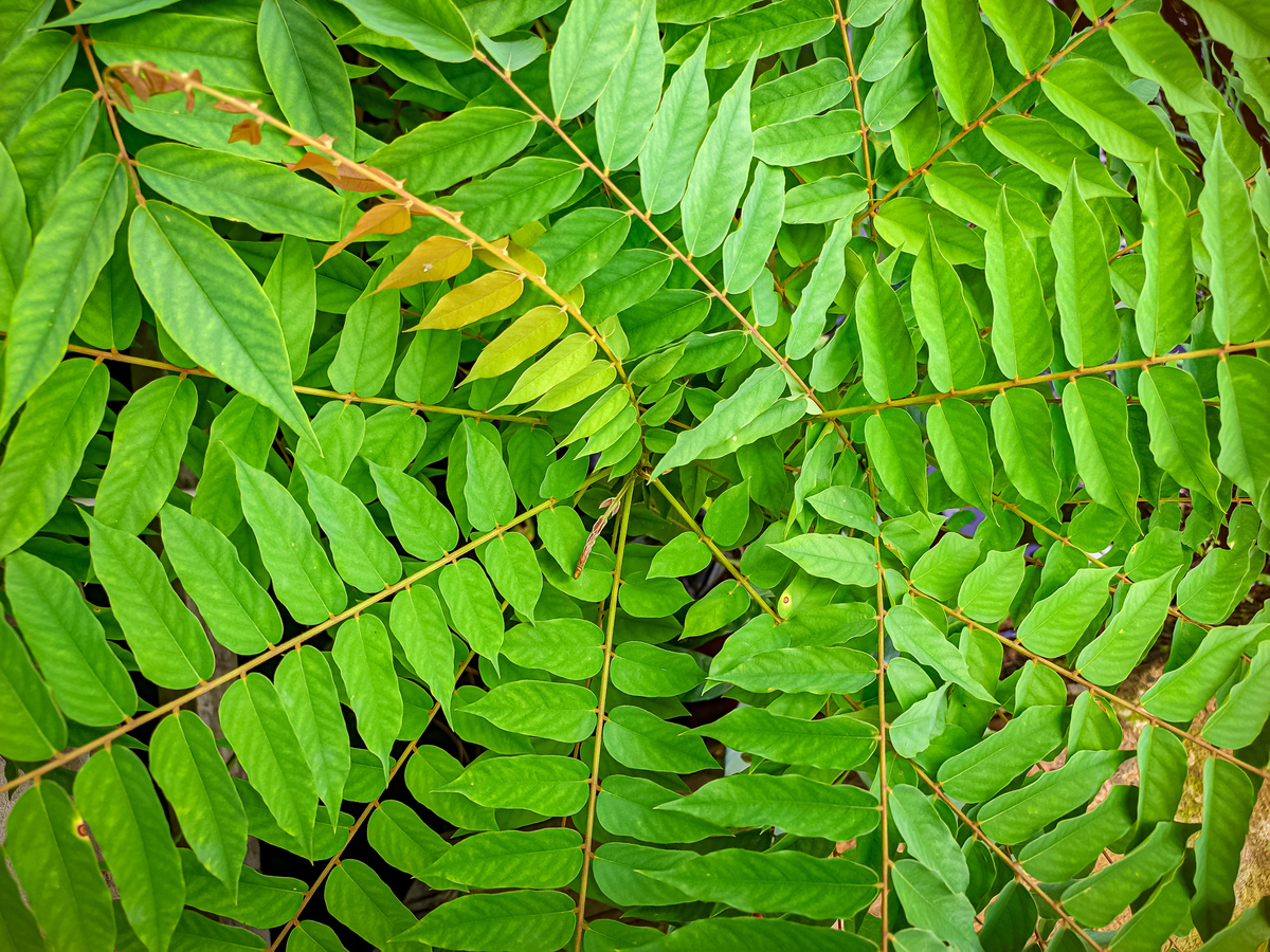 乳汁植物科：常见乳汁植物科属介绍