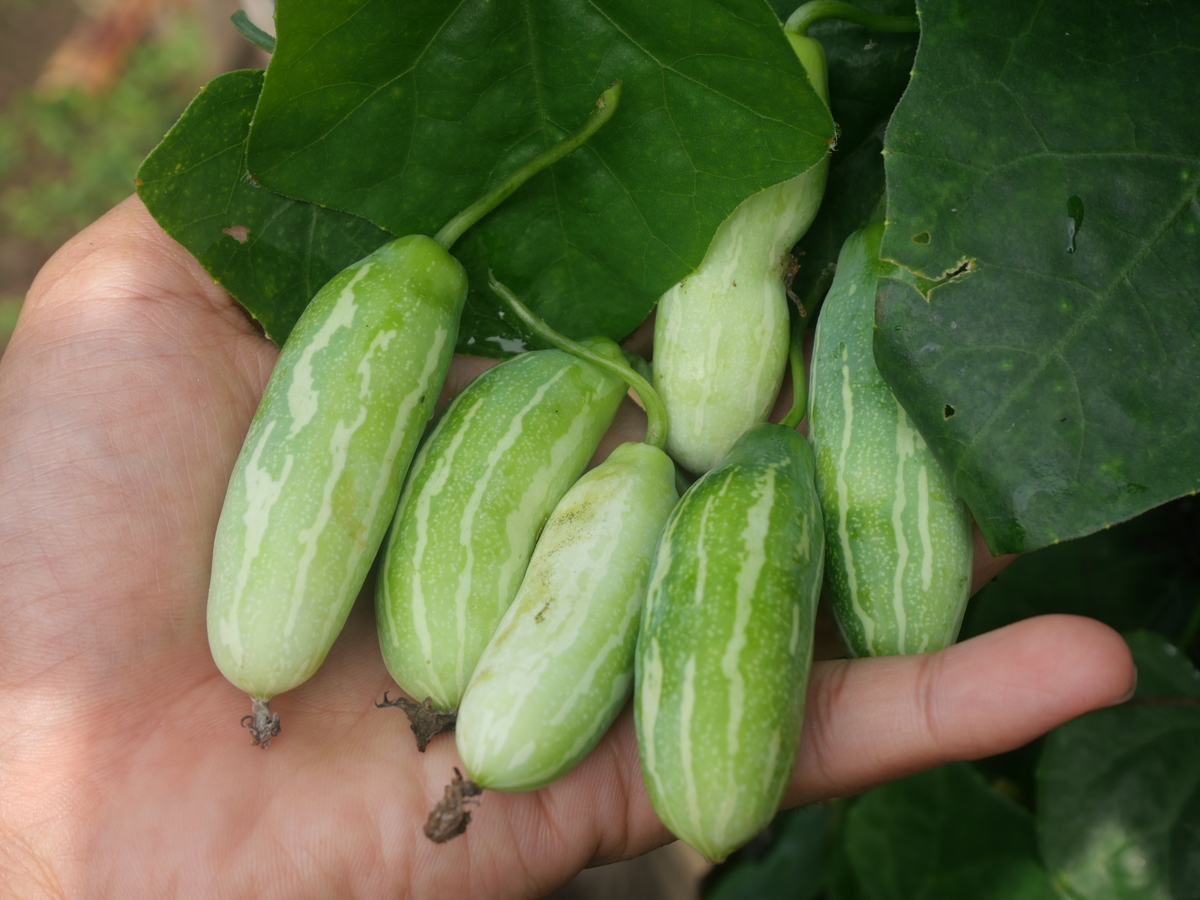 吊瓜的功效与作用及禁忌 - 营养丰富，增强免疫力，改善消化功能