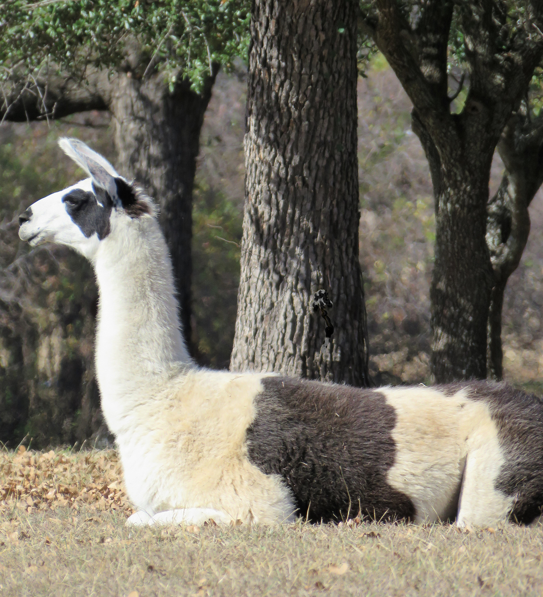 耳标笔为什么写字比较小？ - 标记动物的最佳选择