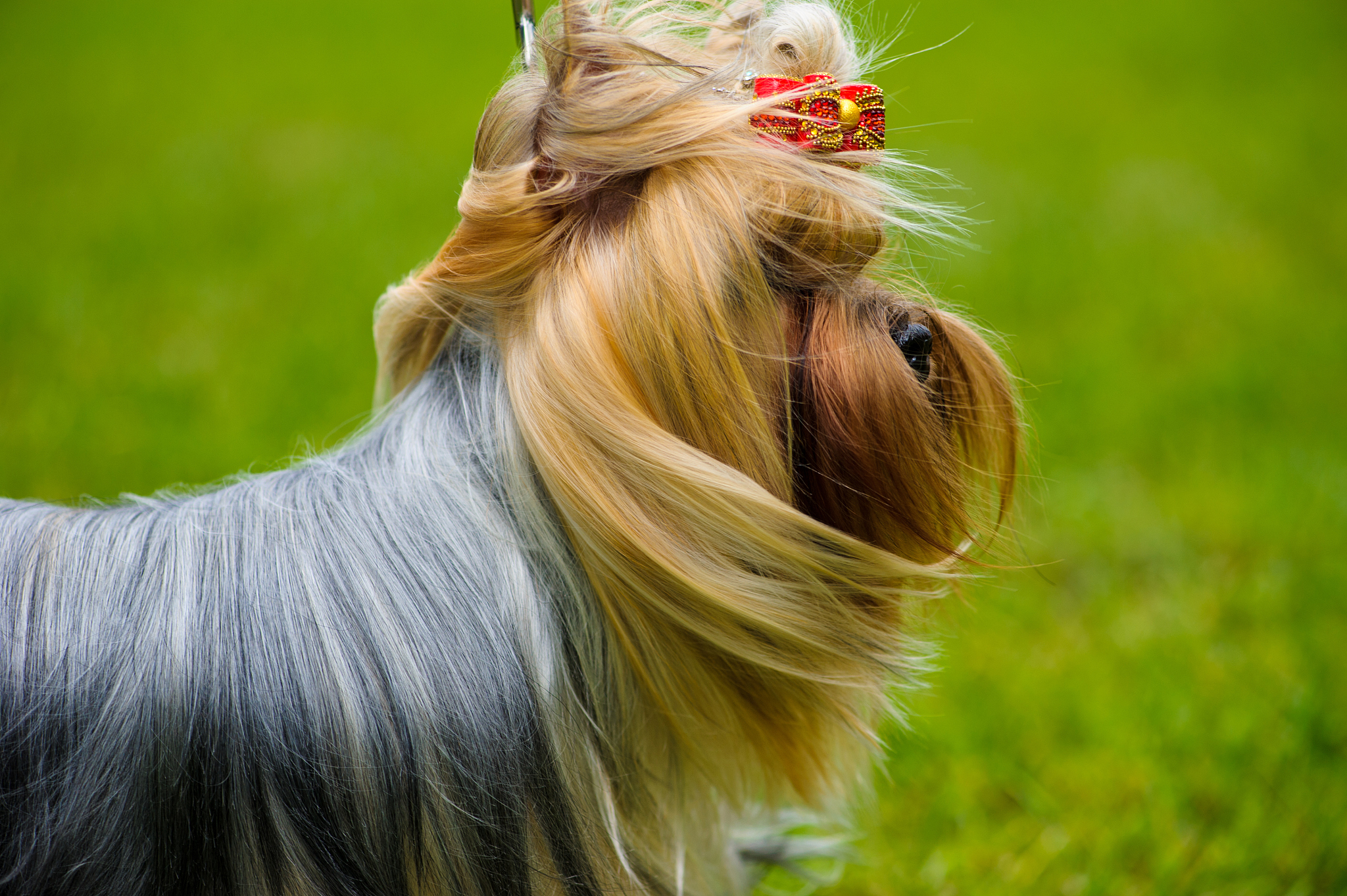 犬公主的冒险：解开恶魔石板的诅咒