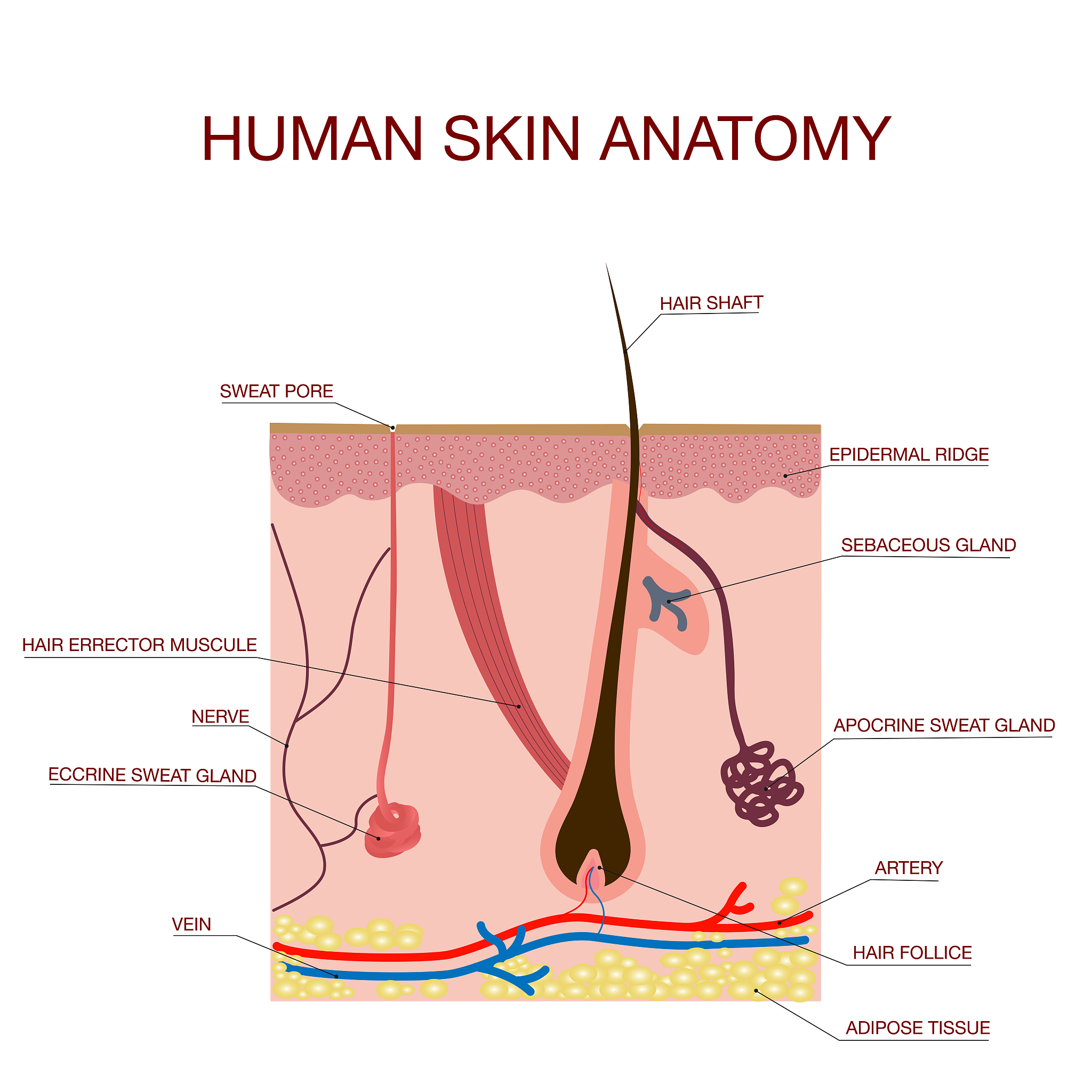 女排运动员的烦恼：每天都要剃腋毛？