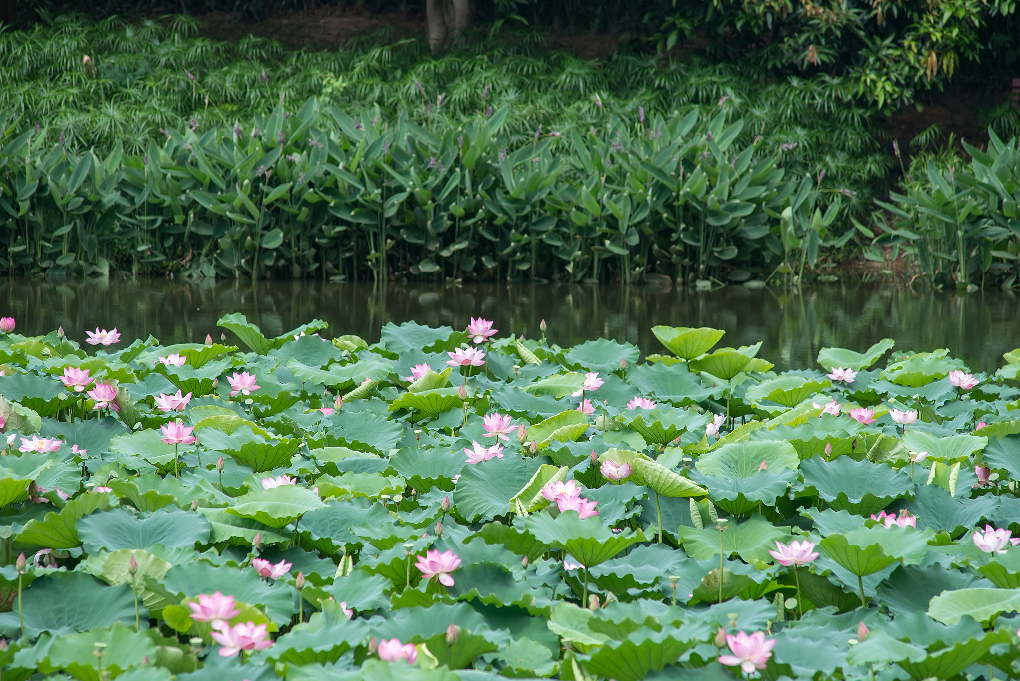 blooming lotus flower